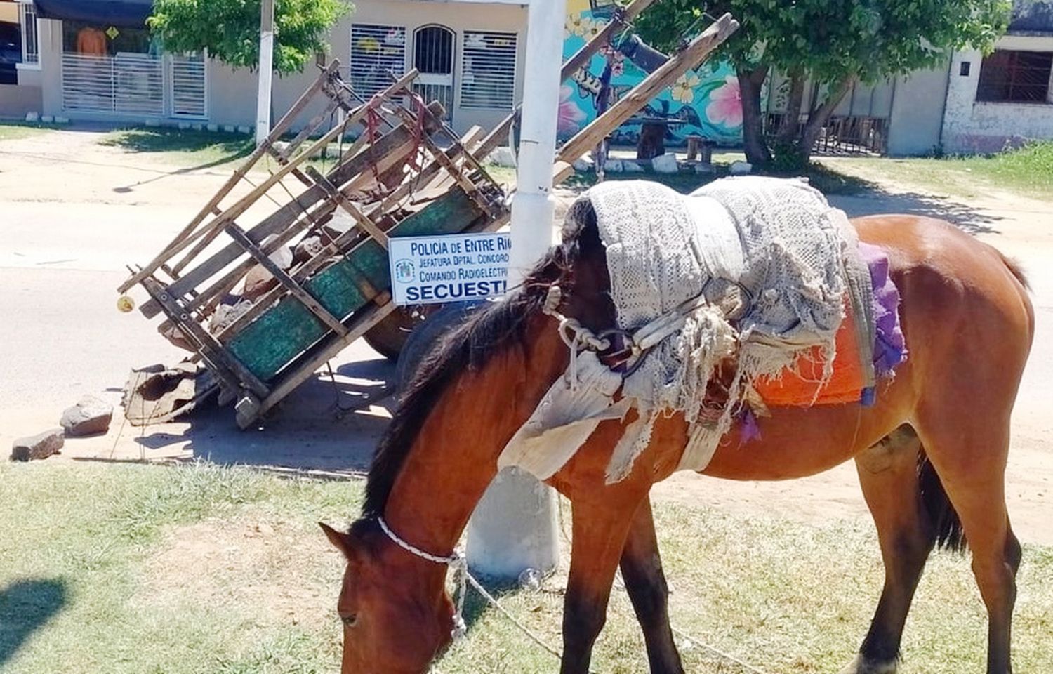 Se fortalecen las políticas de erradicación de la tracción a sangre 