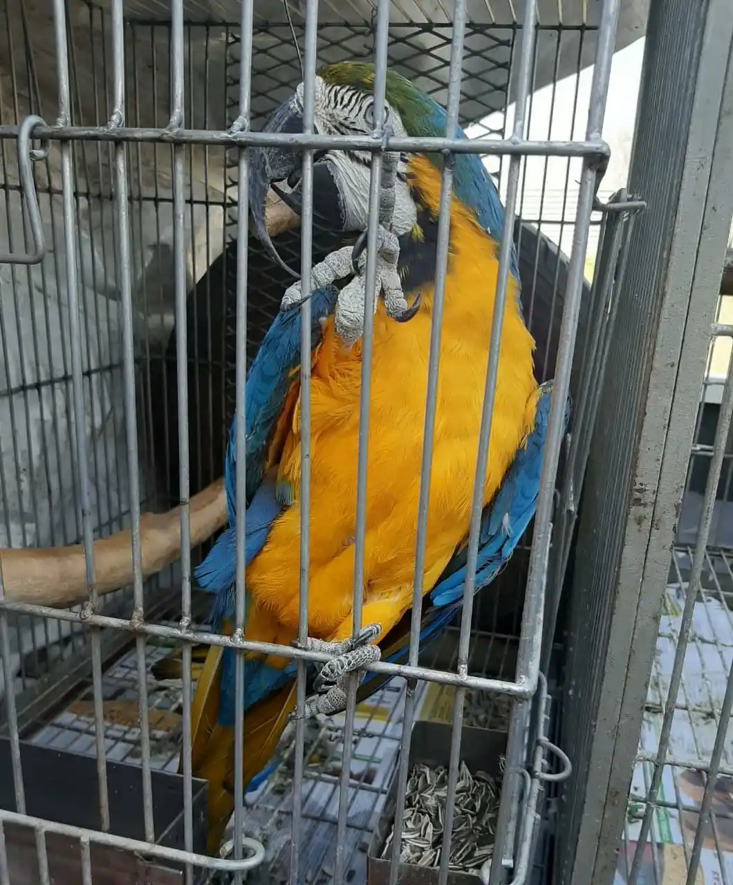 Secuestraron dos guacamayos en un allanamiento en el centro