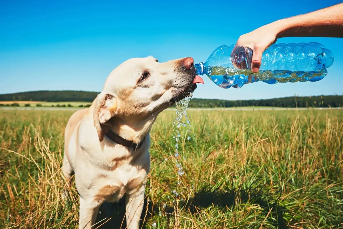 Se invita a la ciudadanía a colaborar solidariamente con los animales en situación de calle