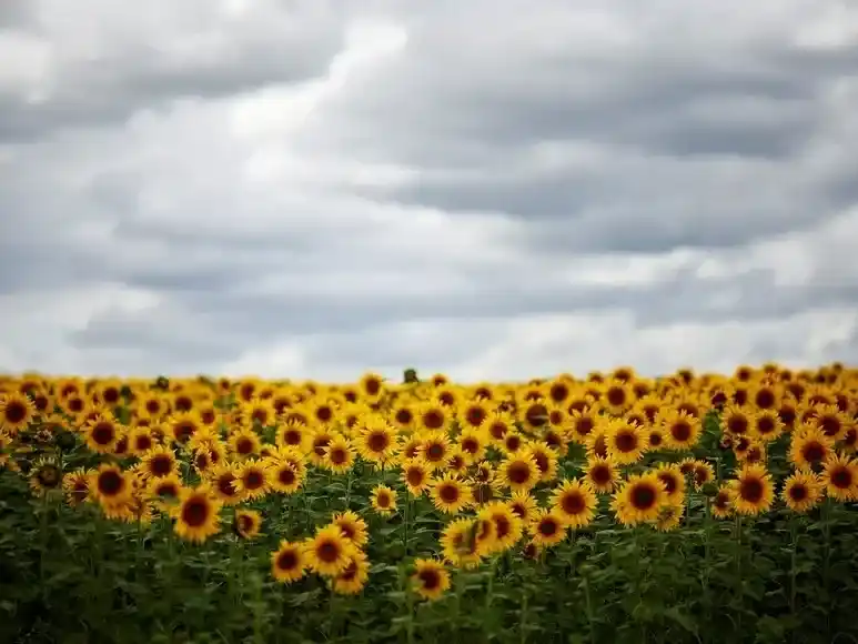 girasol