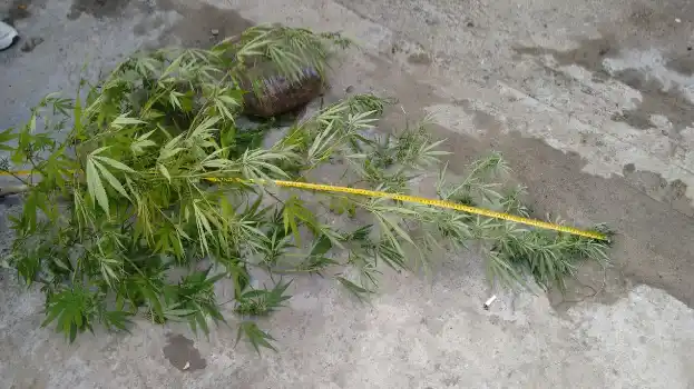Se incendió su casa y los bomberos hallaron una planta de marihuana