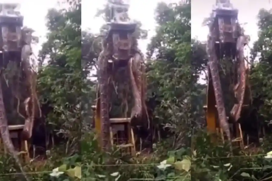 VIDEO: encontraron una anaconda de casi 450 kilos y 10 metros de largo