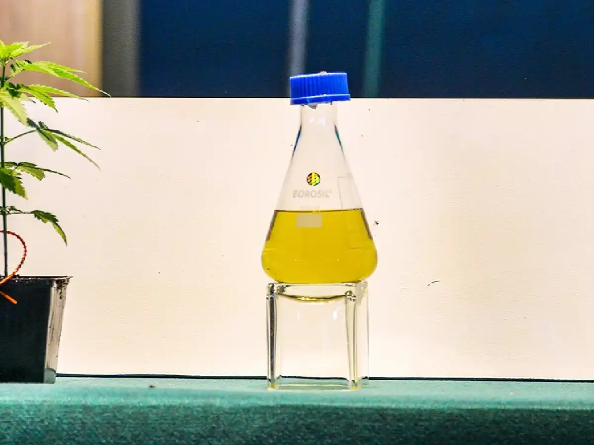 Seis de cada diez argentinos conocen a alguien que utiliza cannabis con fines medicinales