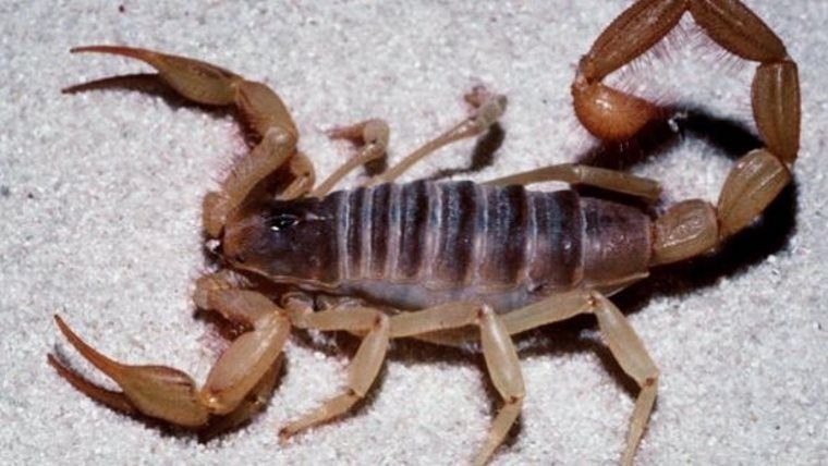 Recomendaciones frente a la presencia de alacranes