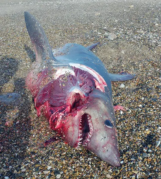 Tiburón en la costa de Quequén