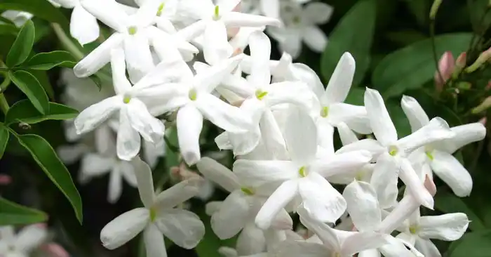 Hermosa , aromática y de muy buena suerte para el dinero es el jazmín