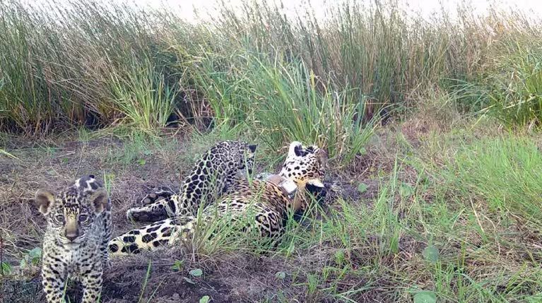 cachorros de Yaguareté - Parque Nacional Iberá