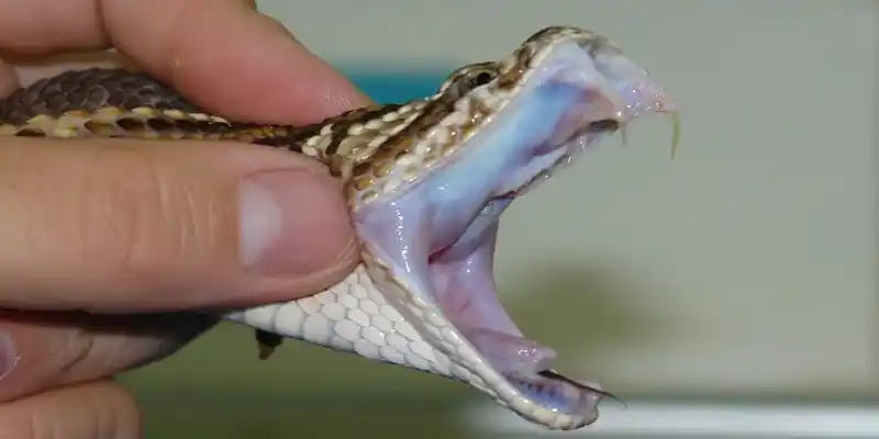 ¡NO ENCONTRARON EL SUERO ANTIOFÍDICO! Muere niña de dos años por mordida de una serpiente