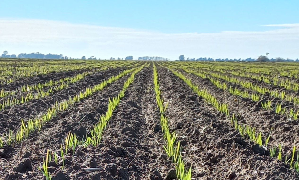 Con la siembra casi finalizada, el trigo genera altas expectativas