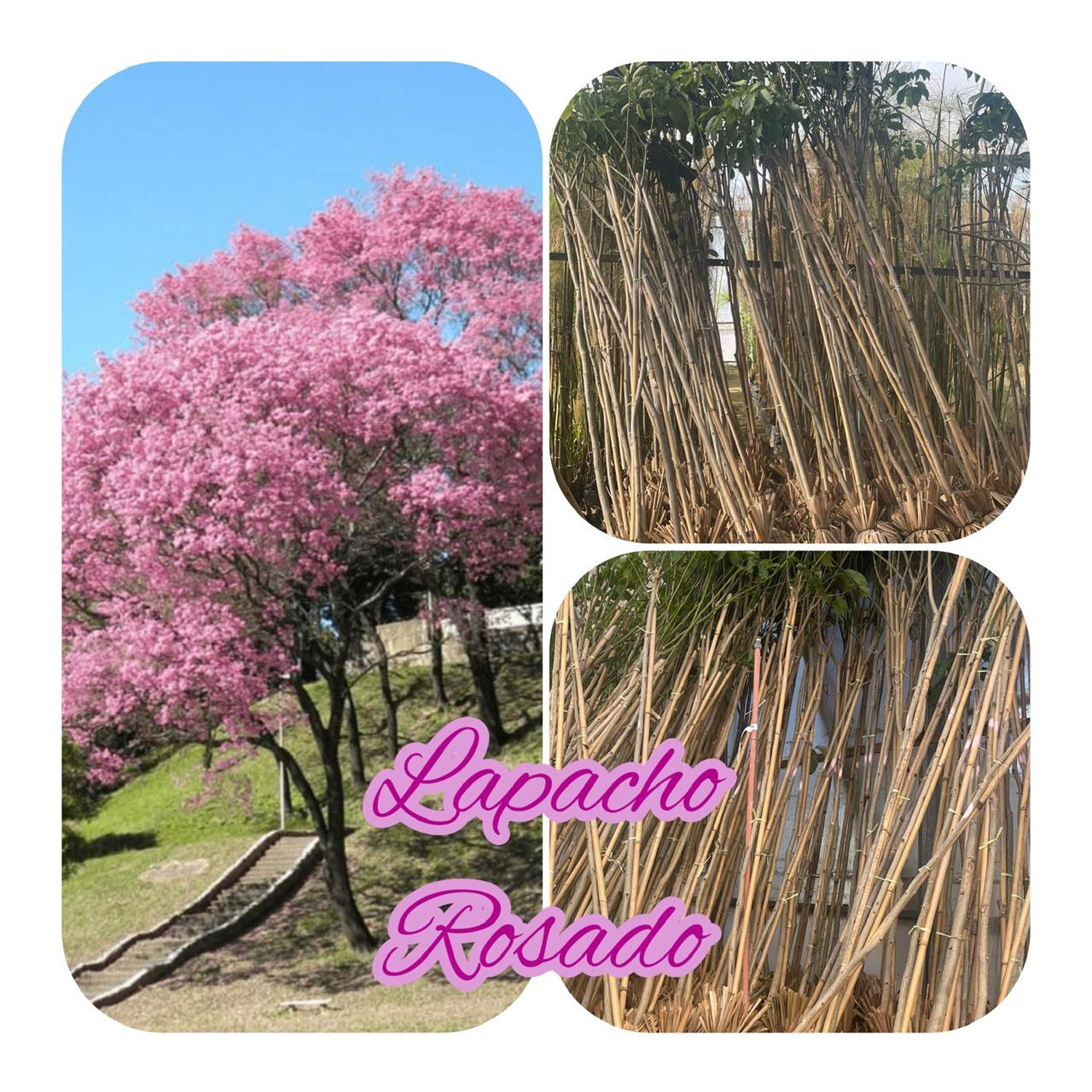 Lapacho rosado