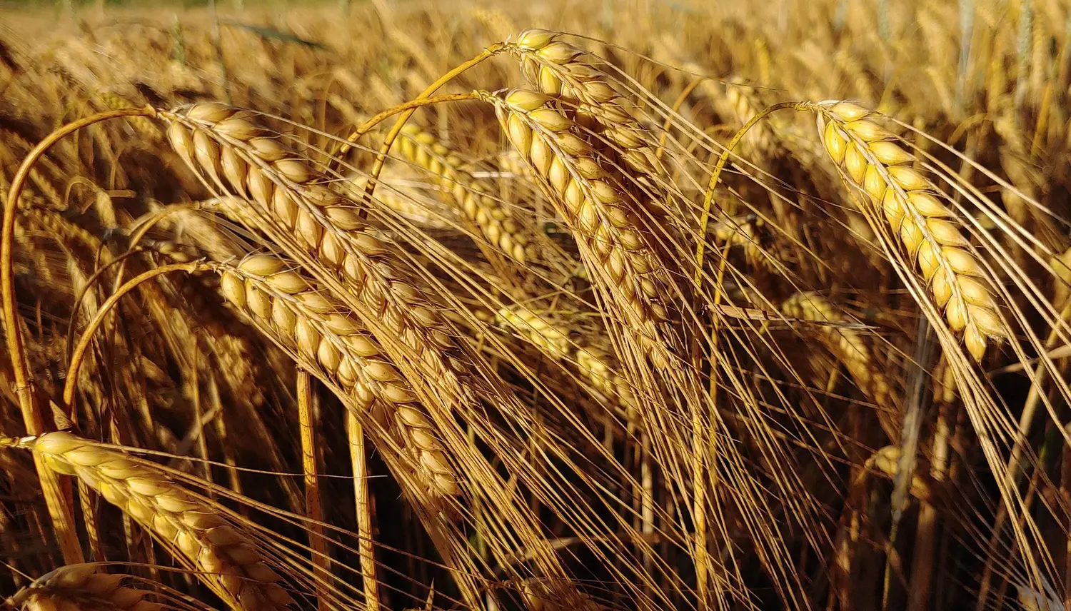 La forrajera sigue mandando en el mercado mundial de cebada