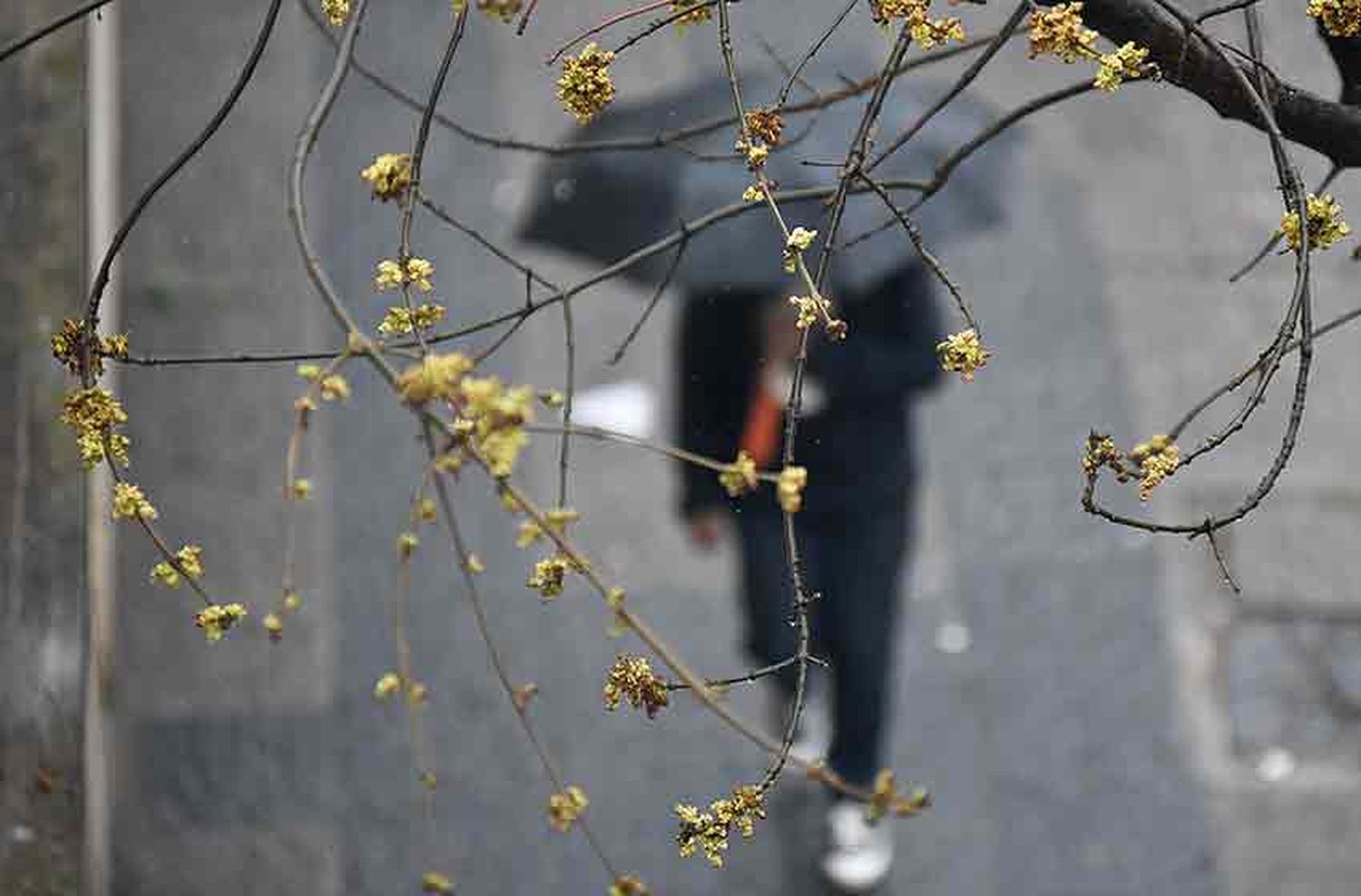 Día de la Primavera para el olvido