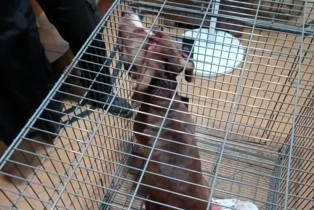 Pitbull retenido tras morder a una nena.