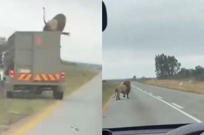Un león logró subir al techo del camión que lo trasladaba, saltó y escapó