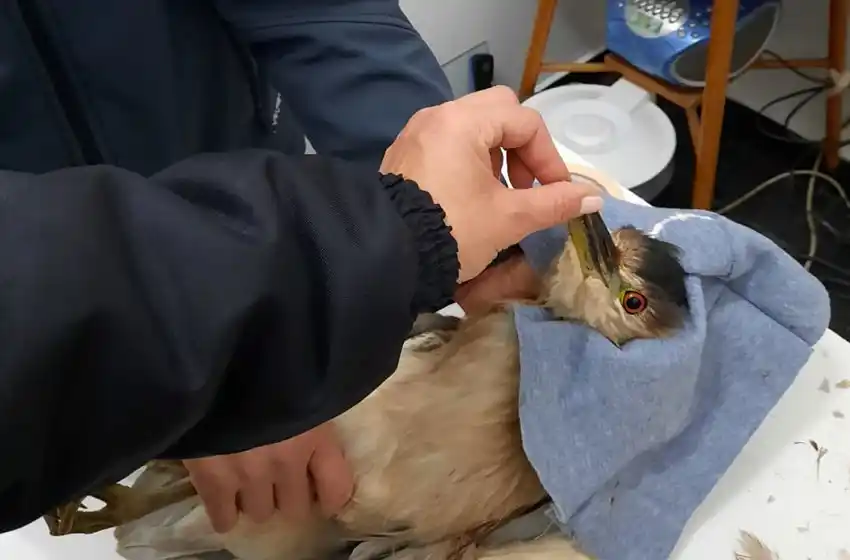 Recuperaron un ejemplar de garza bruja que había sido alcanzada por una munición de aire comprimido