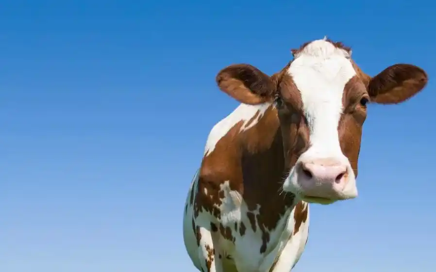 Se trata del primer caso exitoso, que podría replicarse. Imagen ilustrativa