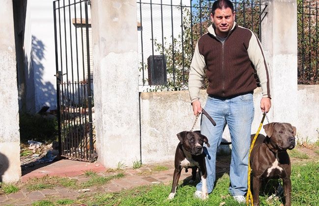 Quilmes: Entró a robar, lo atacaron dos pitbulls y lo terminó salvando el dueño de casa