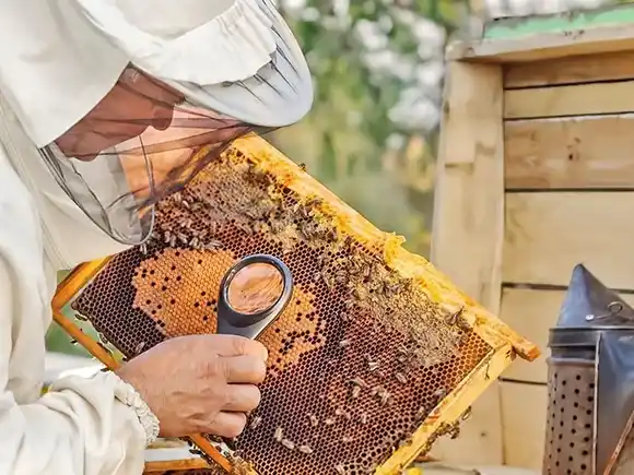 Brindarán una nueva formación para acreditación de Inspectores Sanitarios Apícolas