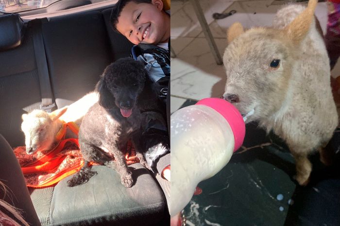 Florencia - Dueña	Tiene una mascota particular, un cordero - 1