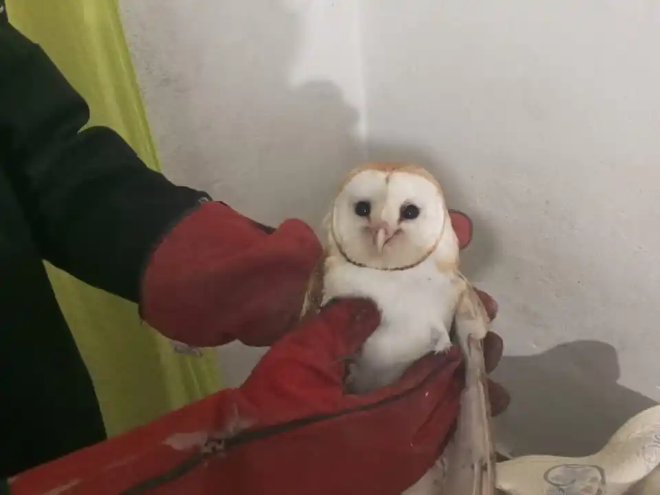 Rescataron a múltiples animales en Rosario y la región.