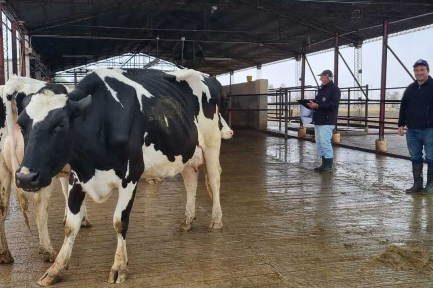 Comenzó la recorrida por los tambos que participan en el Concurso de Vacas a Campo en la ExpoRural