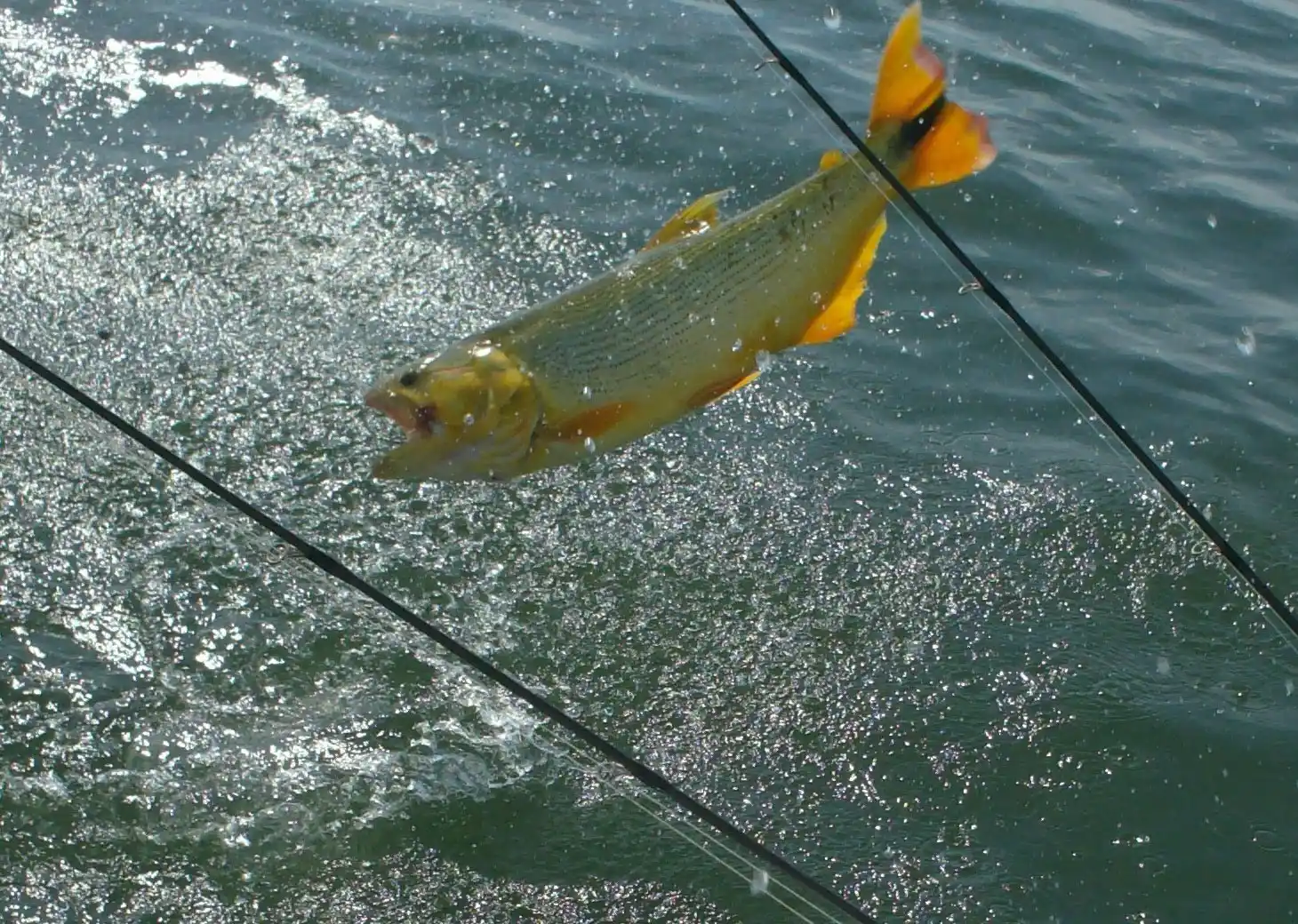 A partir del 1° de septiembre rige la veda para el dorado