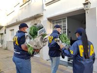 Secuestraron importante cantidad de plantas de marihuana de una vivienda céntrica 