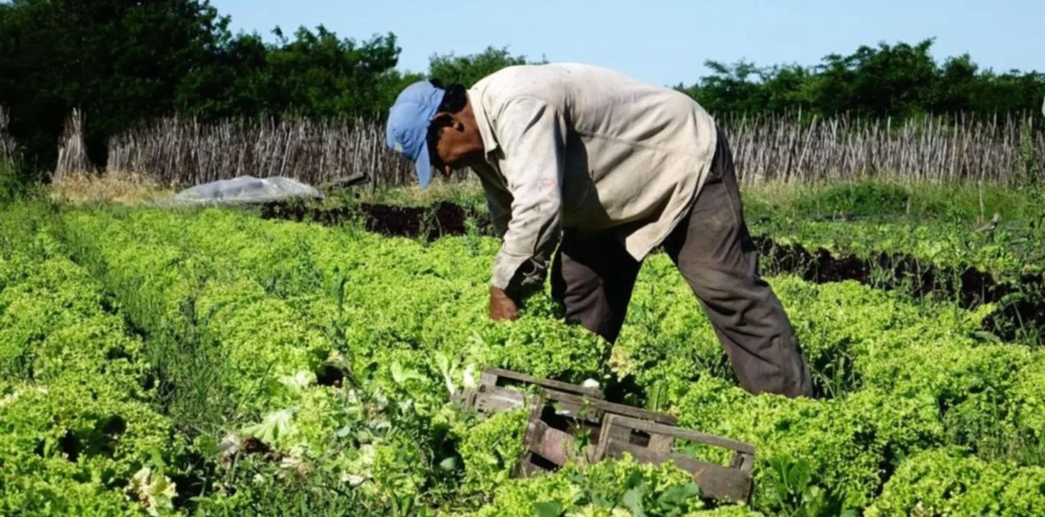 El kilo de lechuga ronda entre los $8500 y $10000.