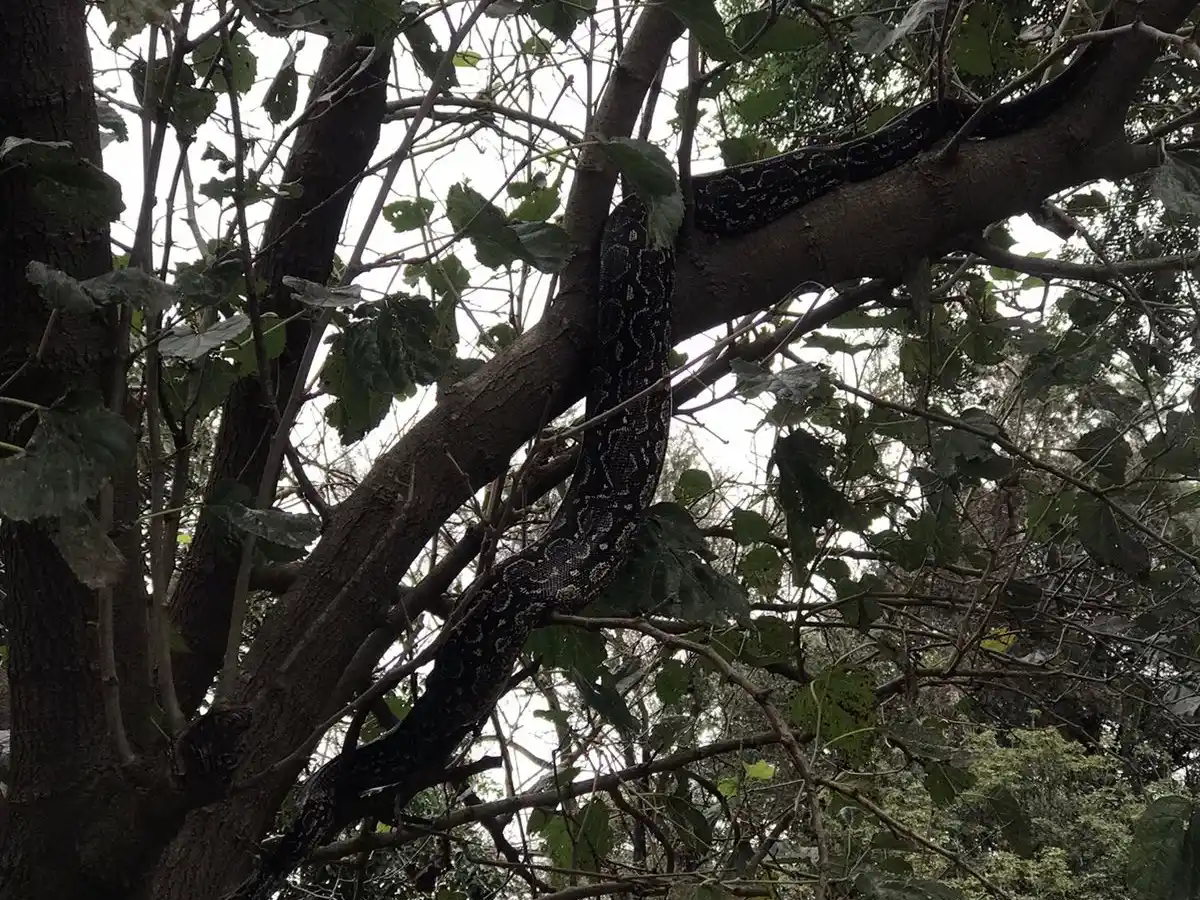 "Pero que lindo pajari...QUÉ": un vecino de la región miró hacia el árbol y se llevó una "larga" sorpresa