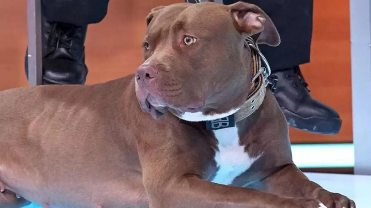 Abierta polémica en Reino Unido por el comienzo de SACRIFICIOS DE ESTA RAZA DE PERROS