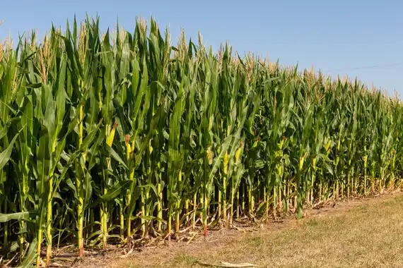 Entre Ríos cosechó el 85% del maíz de primera: proyectan 1,8 millones de toneladas