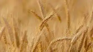 Estiman una producción récord de trigo y cebada con ingresos por USD 3.800 millones