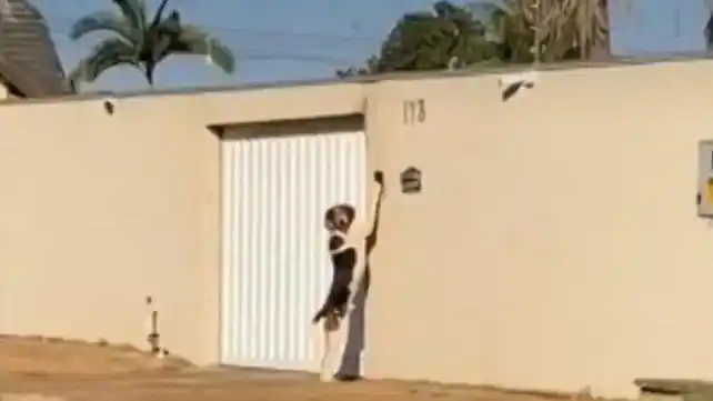 ¡SORPRENDENTE! Un perro aprendió a tocar el timbre de su casa