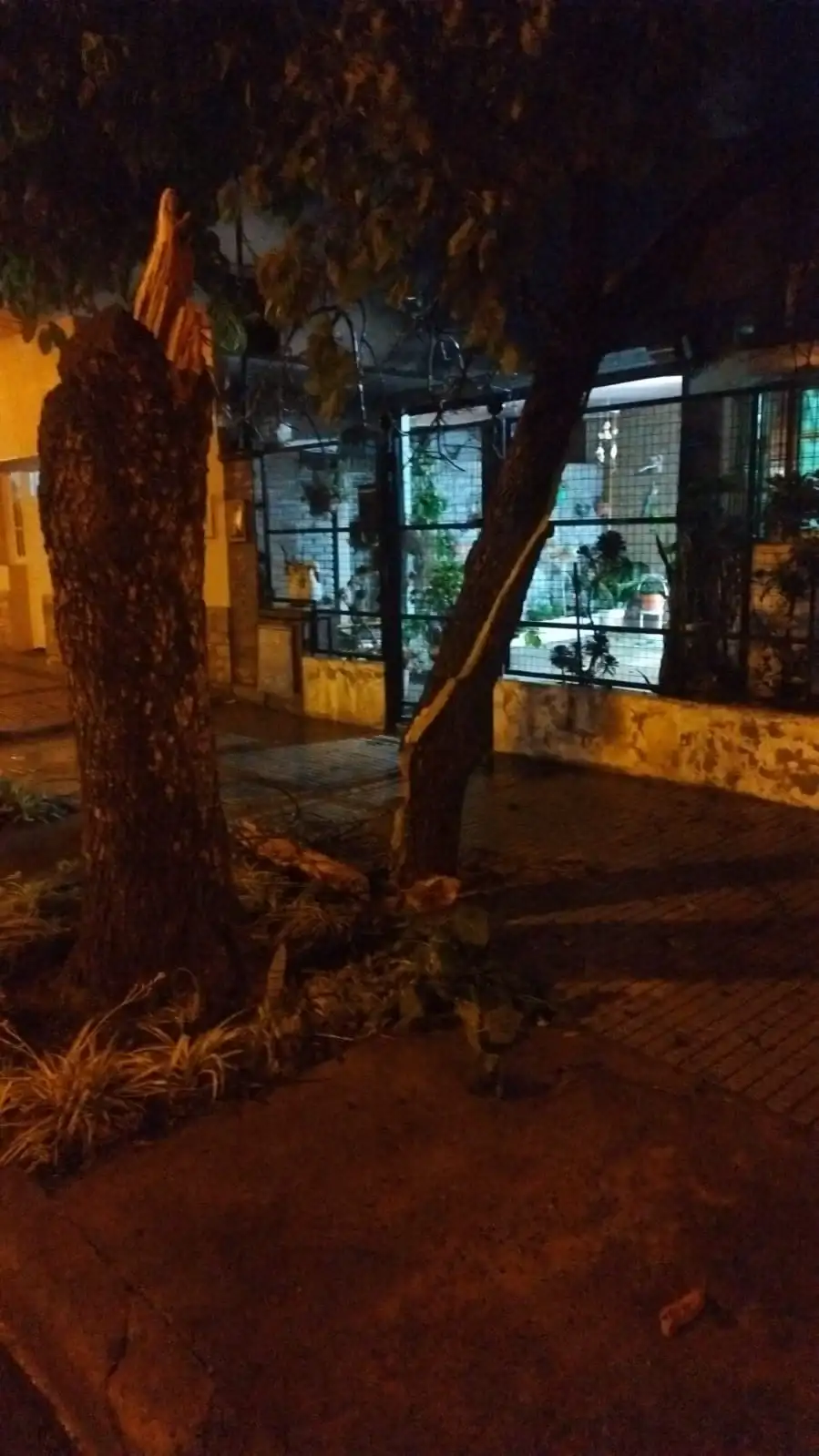Rápido operativo de limpieza del municipio luego de la tormenta de ayer: cayeron más de diez árboles - 1