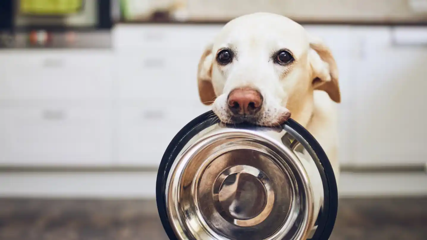 Los especialistas recomiendan lavar el comedero de las mascotas todos los días.