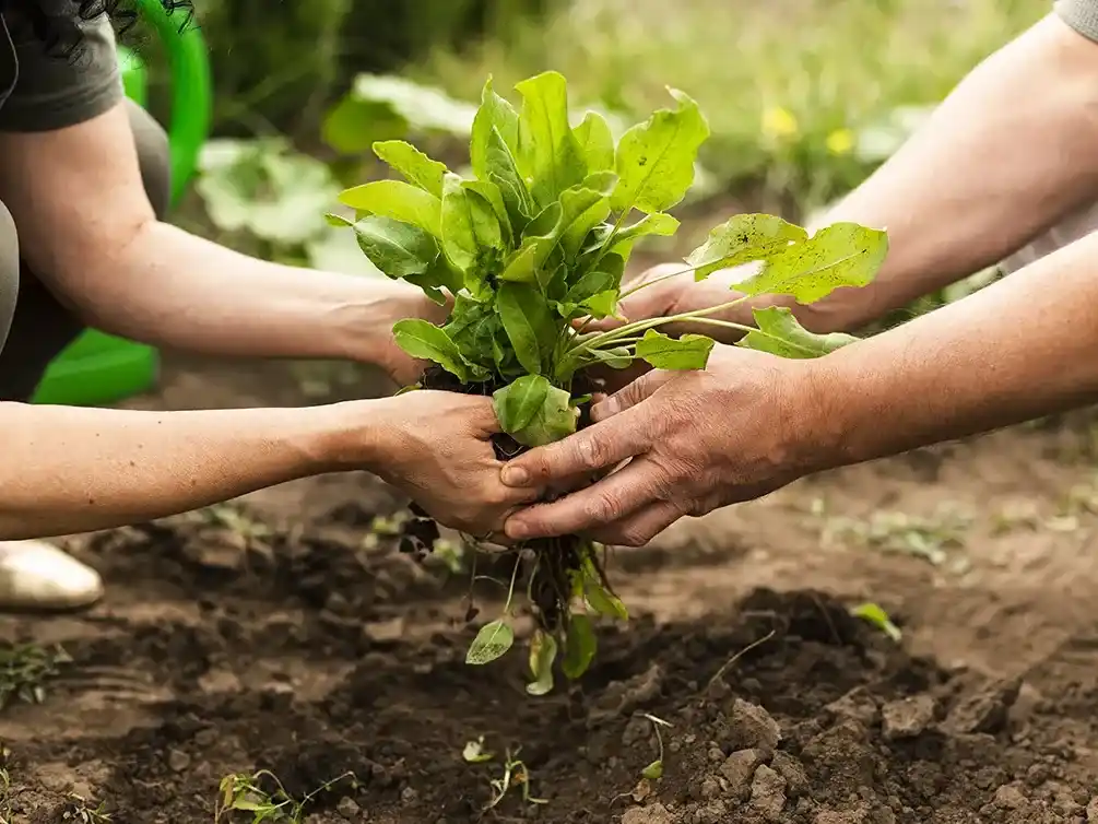 Buscan fomentar la producción agroecológica de alimentos en Entre Ríos
