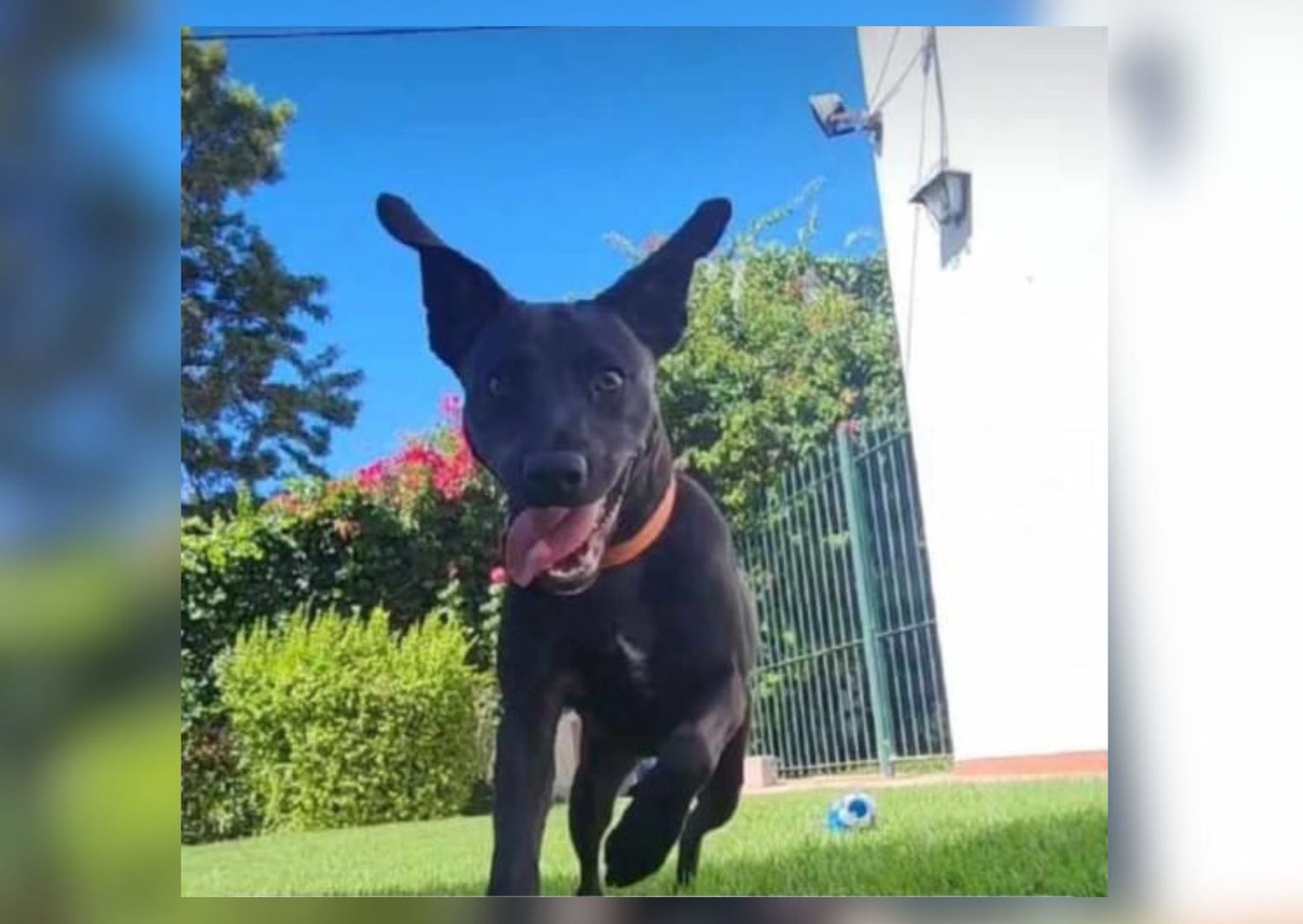 Mascotas perdidas: buscan a Mora