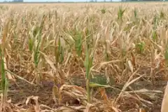 Especulan con que La Niña pegue el afloje durante enero