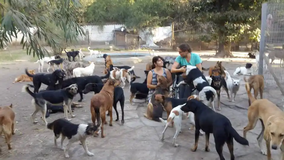 Artistas se unen a beneficio del Refugio la Casita