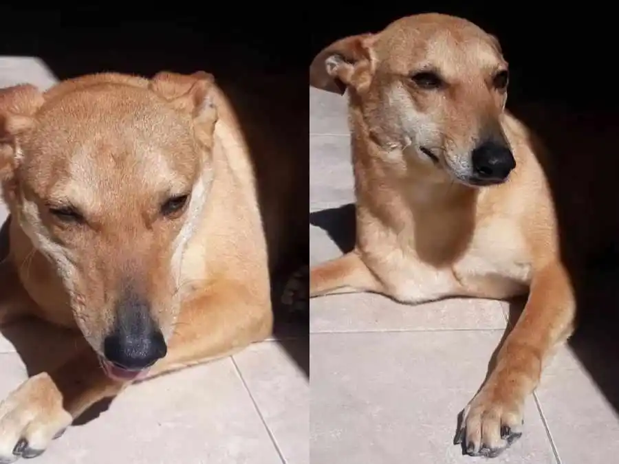 Agos busca a su perra