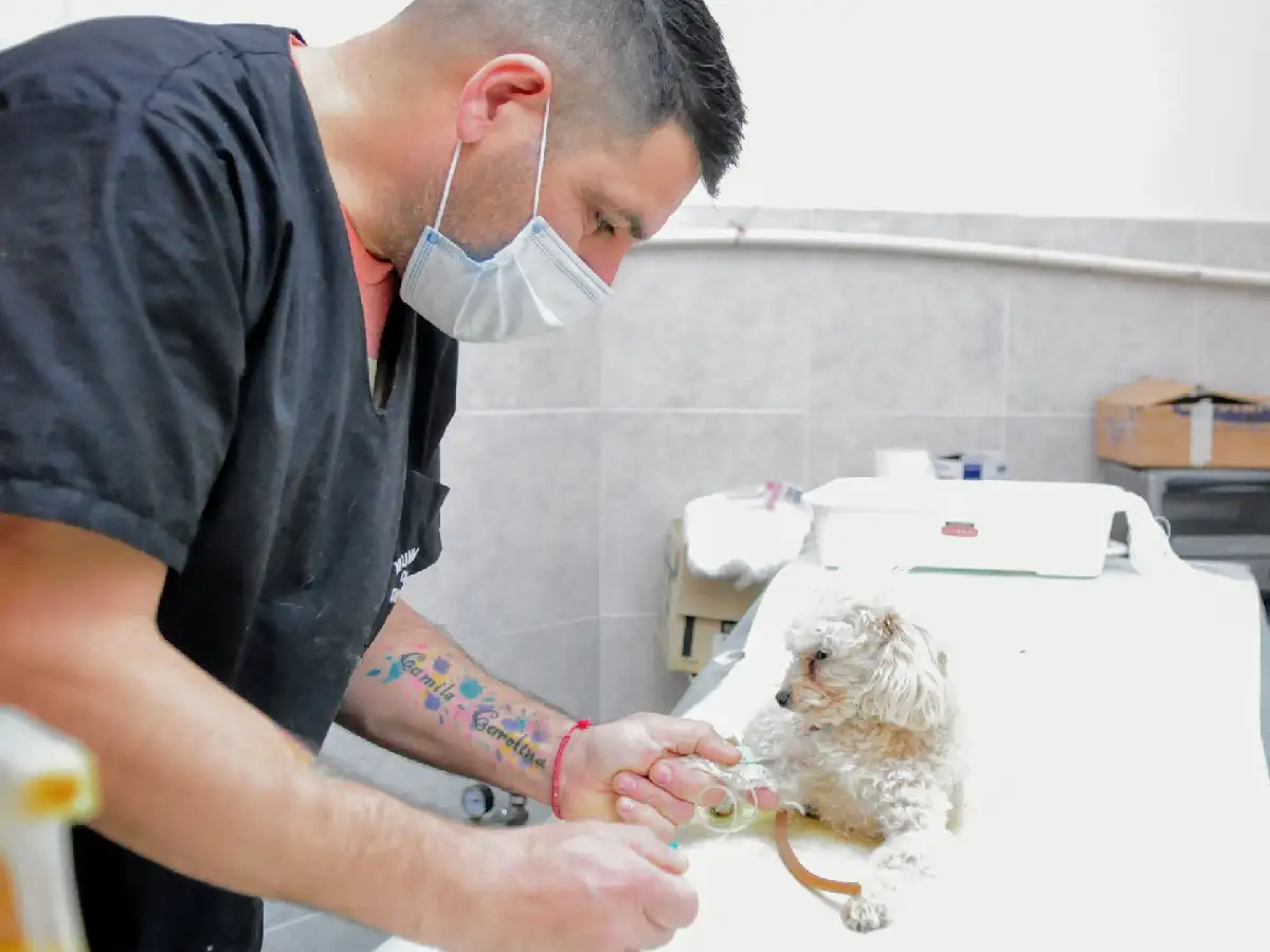 En once años, ya se realizaron más de 20 mil castraciones gratuitas  
