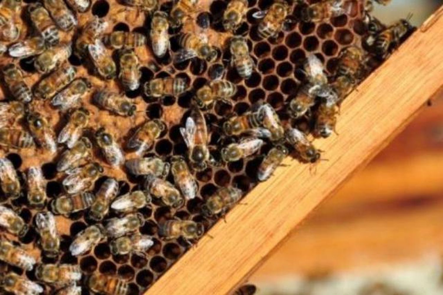 Varroa: multiplican colmenas que se limpian a sí mismas
