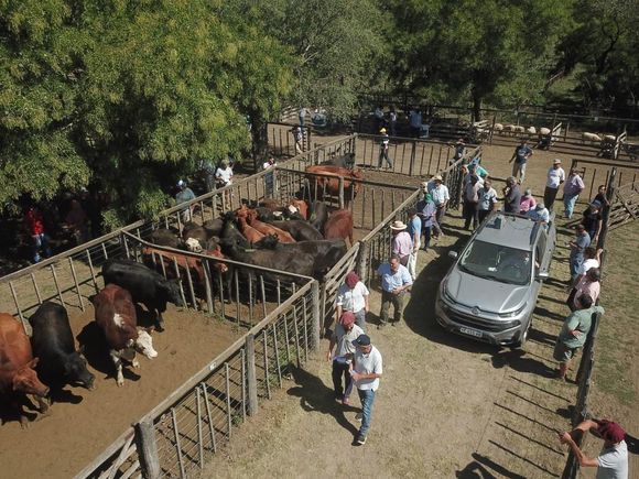 Con más de 1.000 cabezas, los Arzoz le darán vida a la feria
