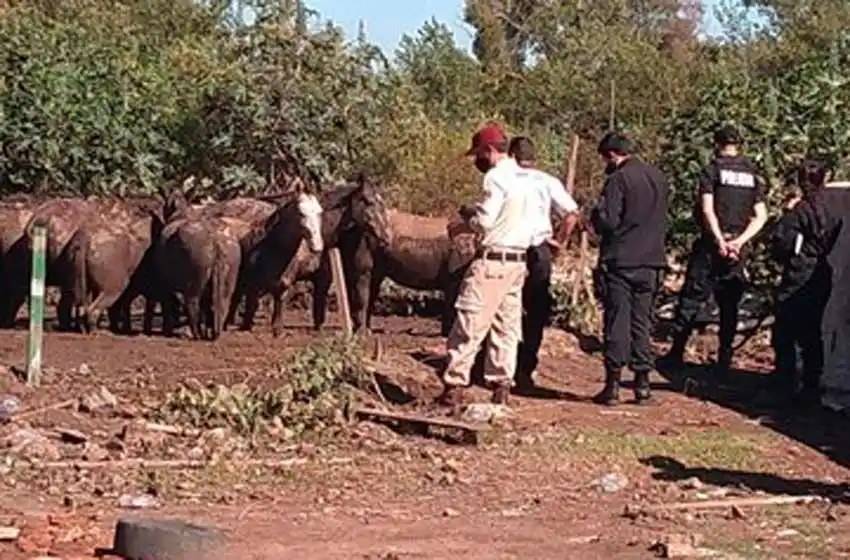 Rescataron a caballos maltratados en zona sudoeste y detuvieron al dueño del lugar