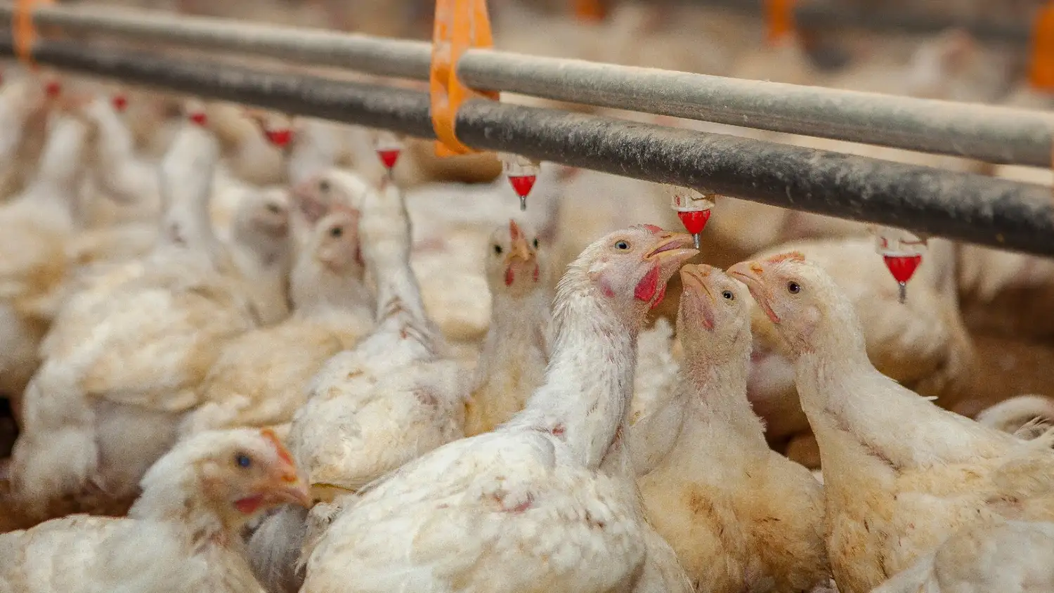 Alerta sanitaria: la influenza aviar y su amenaza para la producción avícola