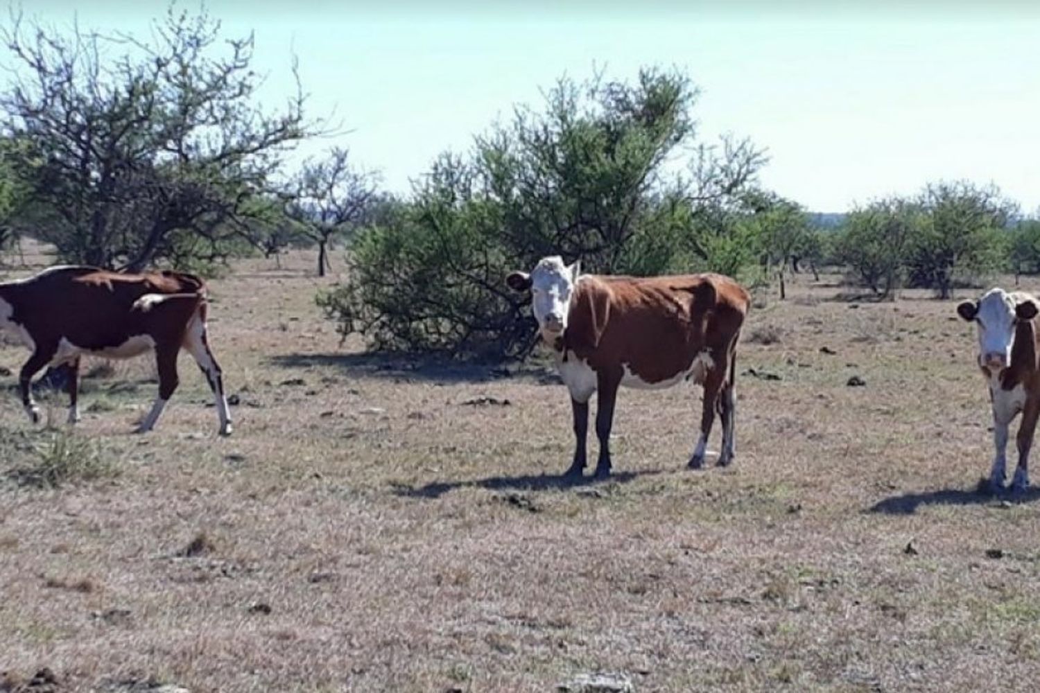 Extendieron la emergencia agropecuaria en Entre Ríos: hasta qué fecha se fijó