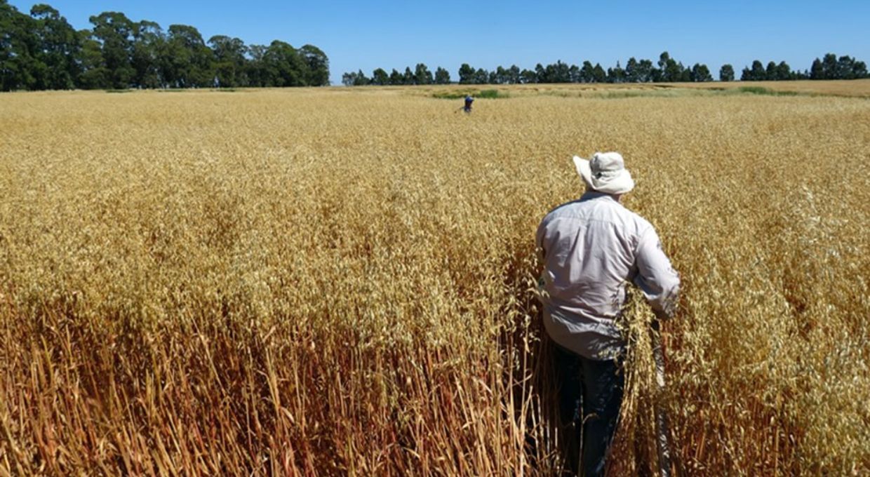 Paloma, la nueva variedad de avena multipropósito que desarrolló el INTA