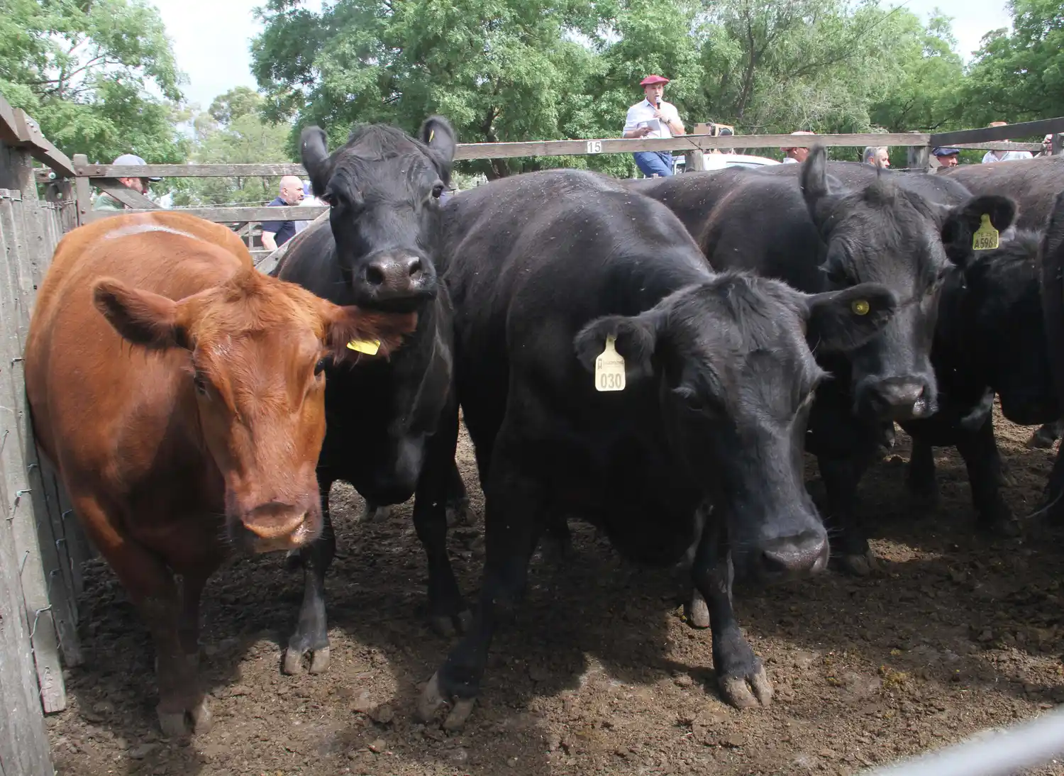 La Agrícola Ganadera pone primera en la feria de Tres Arroyos
