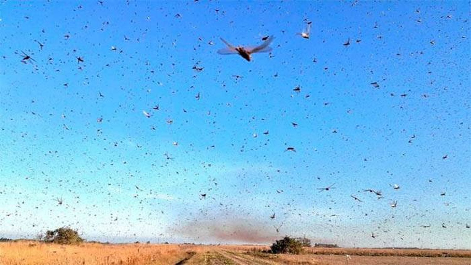 Por el calor y el viento, llegaron las langostas a Entre Ríos