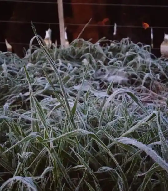 Se vivió una nueva madrugada helada en Entre Ríos
